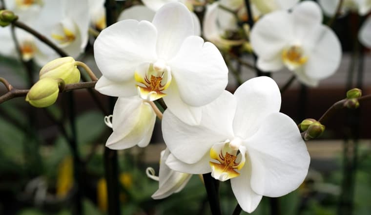 Hoa lan: Ý nghĩa, đặc điểm và công dụng của hoa lan